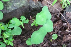Ariopsis peltata